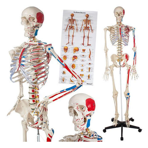 3Bscientific Anatomia Humana ElabImport