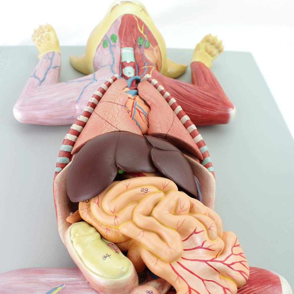 3Bscientific Anatomia Veterinaria ElabImport