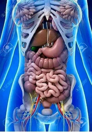 3Bscientific Sistemas Organicos - ElabImport