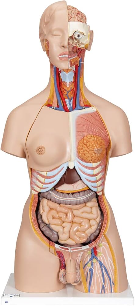 3B Scientific - ElabImport