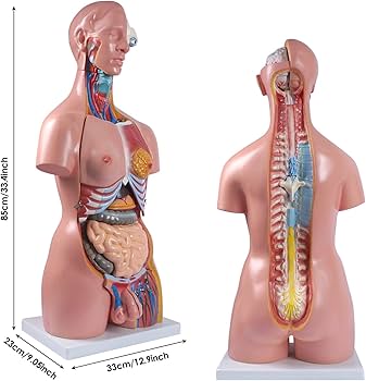 nasco modelos anatomicos elabimport