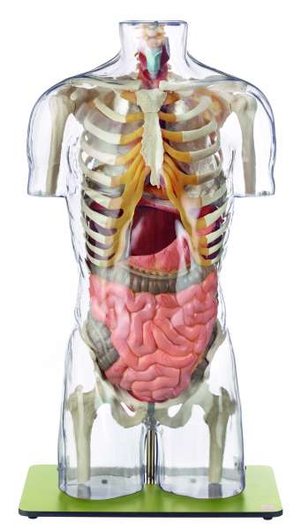 somso ANATOMÍA ESPECIALIZADA