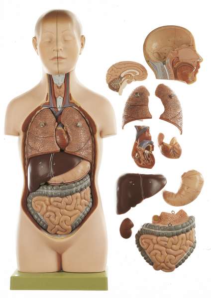 somso SISTEMAS ORGÁNICOS